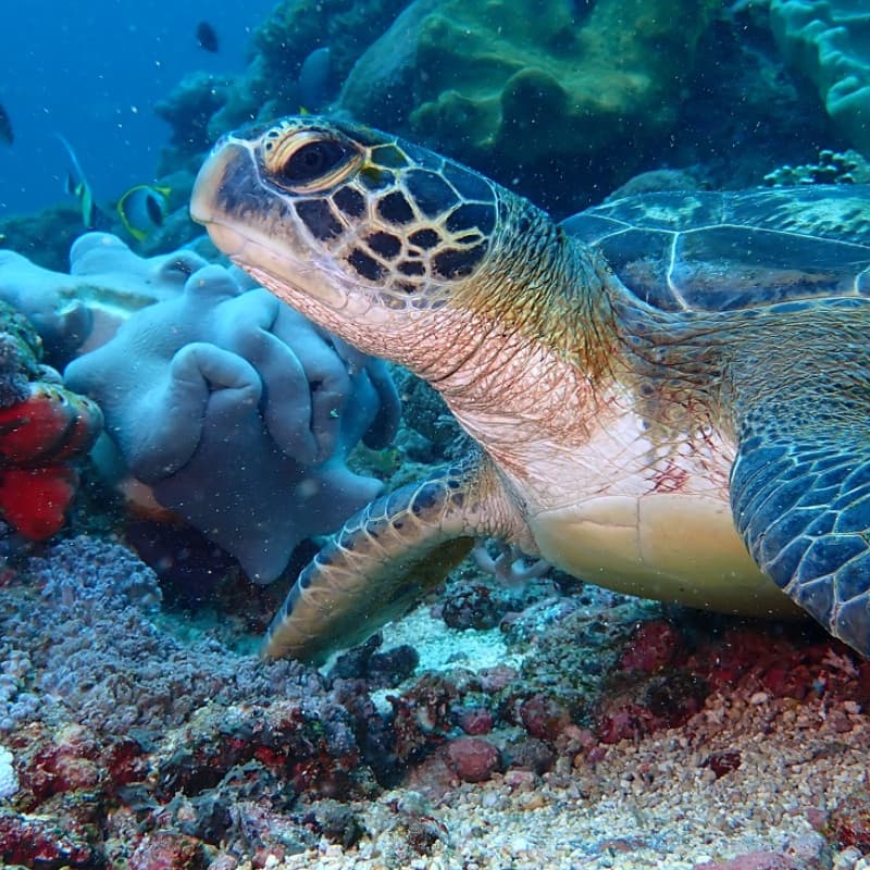 Amed Coral Reef Dive Site