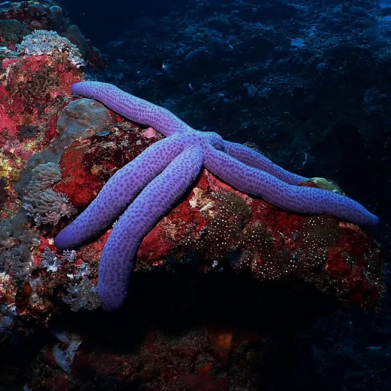 Amed Scuba Diving Bali - Gallery 6