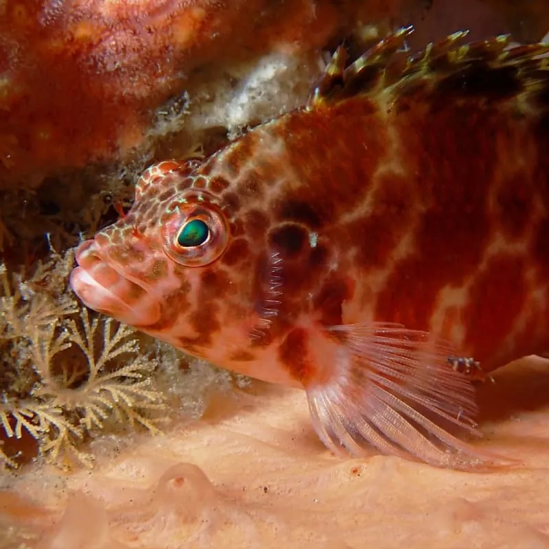 Amed Scuba Diving Bali - Gallery 2