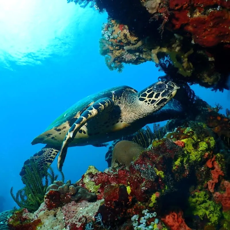 Amed Scuba Diving Bali - Gallery 3