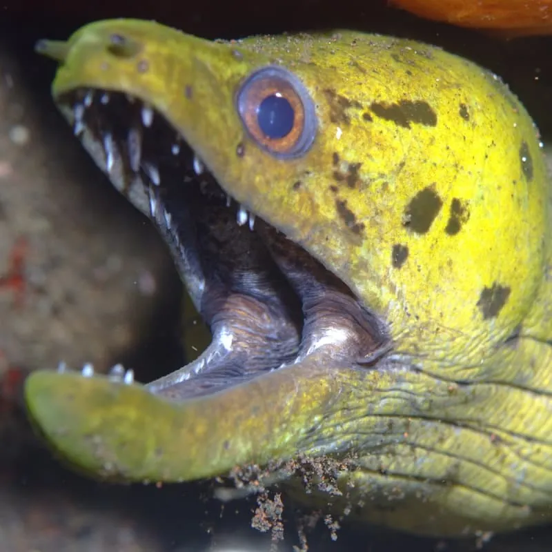 Menjangan Island Scuba Diving - Gallery 6