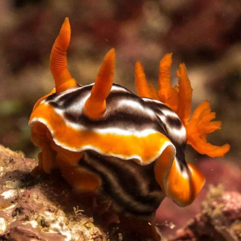 Menjangan Island Scuba Diving - Gallery 2