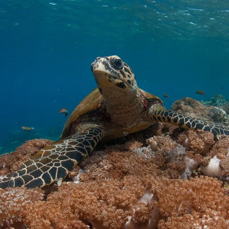 Menjangan Island Scuba Diving - Gallery 5
