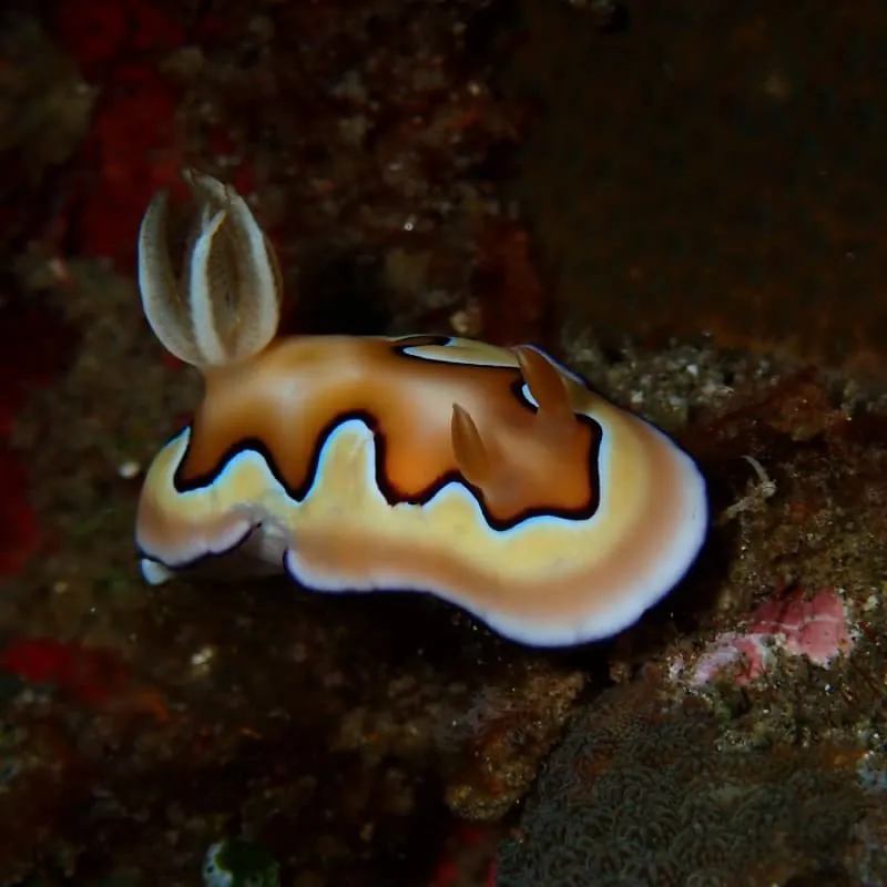 Tulamben Scuba Diving Bali - Gallery 2